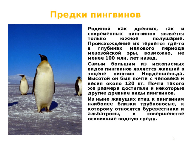 П редки пингвинов   Родиной как древних, так и современных пингвинов является только южное полушарие. П роисхождение их теряется где-то в глубинах мелового периода мезозойской эры, возможно, не менее 100 млн. лет назад. Самым большим из ископаемых видов пингвинов является живший в эоцене пингвин Норденшельда . Высотой он был почти с человека и весил около 120 кг. Почти такого же размера достигали и некоторые другие древние виды пингвинов. Из ныне живущих птиц к пингвинам наиболее близки трубконосые, к которому относятся буревестники и альбатросы, в совершенстве освоившие водную среду.