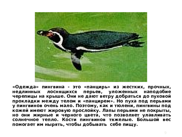 «Одежда» пингвина - это «панцирь» из жестких, прочных, недлинных лоснящихся перьев, уложенных наподобие черепицы на крыше. Они не дают ветру добраться до пуховой прокладки между телом и «панцирем». Но пуха под перьями у пингвинов очень мало. Поэтому, как и тюлени, пингвины под кожей имеют жировую прослойку. Лапы перьями не покрыты, но они жирные и черного цвета, что позволяет улавливать солнечное тепло. Кости пингвинов тяжелые. Большой вес помогает им нырять, чтобы добывать себе пищу.