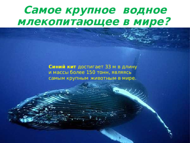 Самое крупное водное млекопитающее в мире?  Синий кит  достигает 33 м в длину и массы более 150 тонн, являясь самым крупным животным в мире.