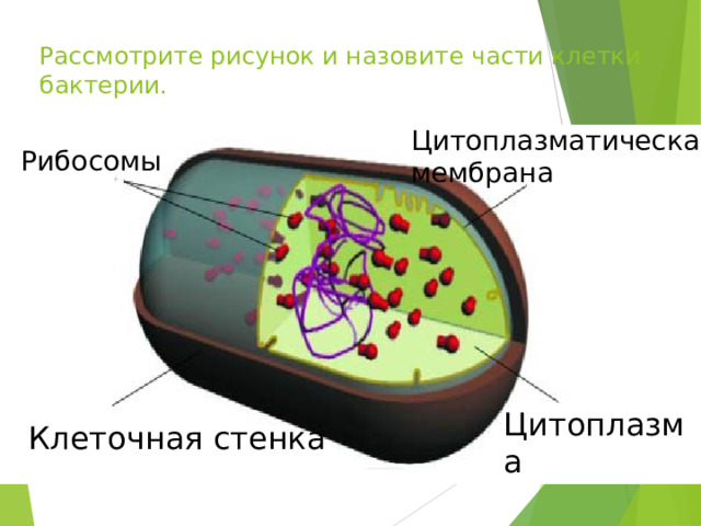 Рассмотрите рисунок и назовите части клетки бактерии. Цитоплазматическая мембрана Рибосомы Цитоплазма Клеточная стенка