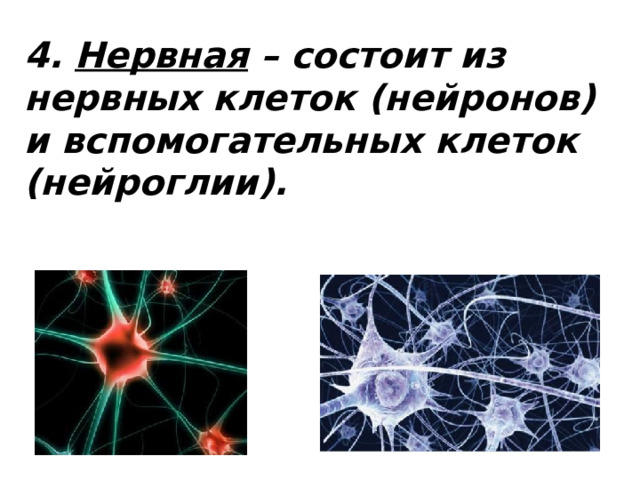 4. Нервная – состоит из нервных клеток (нейронов) и вспомогательных клеток (нейроглии).