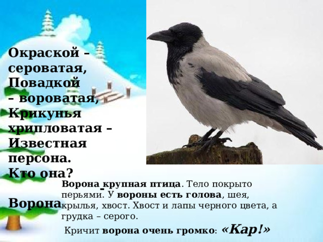 Окраской – сероватая, Повадкой – вороватая, Крикунья хрипловатая – Известная персона. Кто она?  -Ворона Ворона крупная птица . Тело покрыто перьями. У  вороны есть голова , шея, крылья, хвост. Хвост и лапы черного цвета, а грудка – серого.  Кричит  ворона очень громко :  «Кар!»