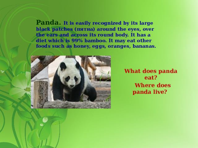 Panda.  It is easily recognized by its large black patches (пятна) around the eyes, over the ears and across its round body. It has a diet which is 99% bamboo. It may eat other foods such as honey, eggs, oranges, bananas.   What does panda eat?  Where does panda live?