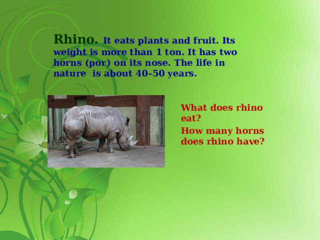Rhino. It eats plants and fruit. Its weight is more than 1 ton. It has two horns (рог) on its nose. The life in nature is about 40–50 years.   What does rhino eat? How many horns does rhino have?