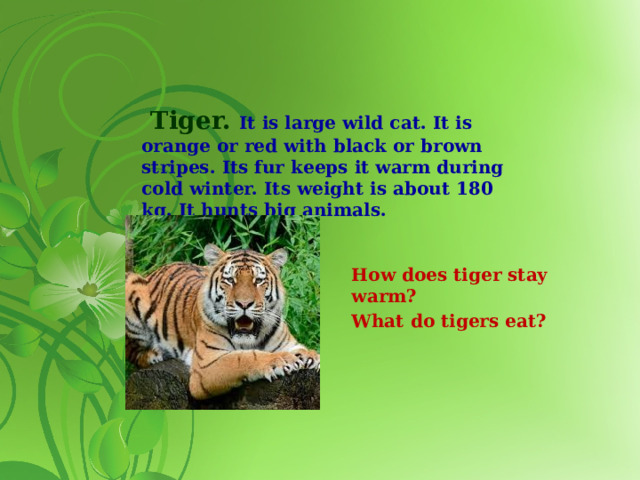 Tiger. It is large wild cat. It is orange or red with black or brown stripes. Its fur keeps it warm during cold winter. Its weight is about 180 kg. It hunts big animals.   How does tiger stay warm? What do tigers eat?