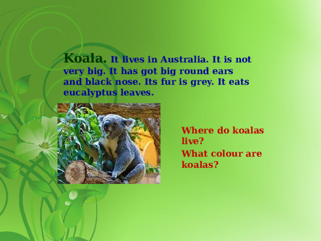Koala. It lives in Australia. It is not very big. It has got big round ears and black nose. Its fur is grey. It eats eucalyptus leaves.   Where do koalas live? What colour are koalas?