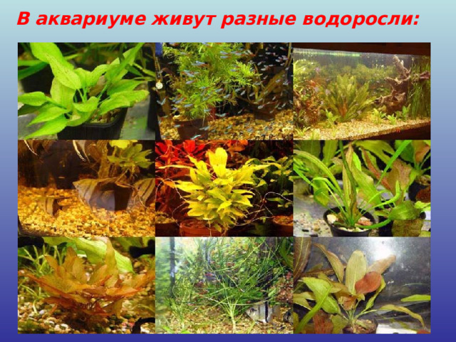 В аквариуме живут разные водоросли: »