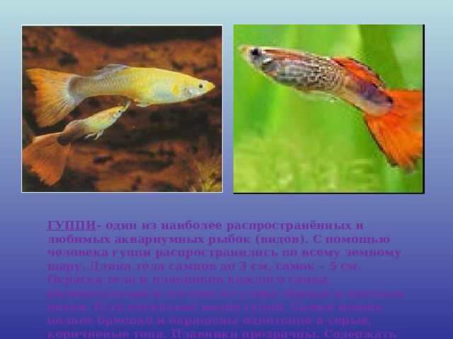 ГУППИ – один из наиболее распространённых и любимых аквариумных рыбок (видов). С помощью человека гуппи распространились по всему земному шару. Длина тела самцов до 3 см, самок – 5 см. Окраска тела и плавников каждого самца индивидуальна и состоит из узора чёрных и цветных пятен. Есть несколько видов гуппи. Самки имеют полное брюшко и окрашены однотонно в серые, коричневые тона. Плавники прозрачны. Содержать гуппи может каждый, они очень неприхотливы.