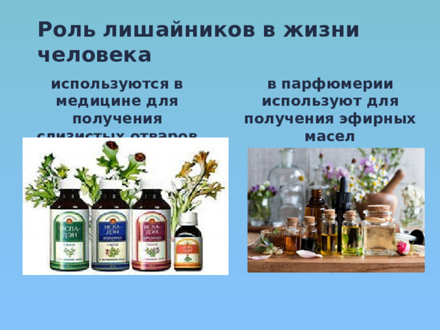 Роль лишайников в жизни человека используются в медицине для получения слизистых отваров в парфюмерии используют для получения эфирных масел