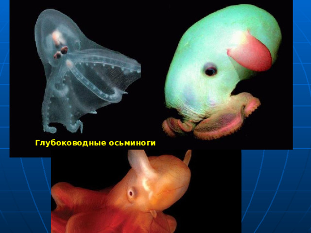Глубоководные осьминоги