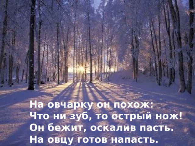 На овчарку он похож: Что ни зуб, то острый нож! Он бежит, оскалив пасть. На овцу готов напасть.