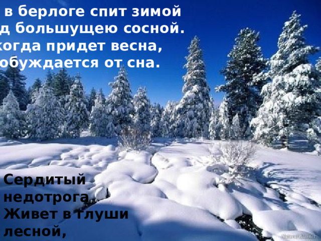 Он в берлоге спит зимой Под большущею сосной. А когда придет весна, Пробуждается от сна. Сердитый недотрога Живет в глуши лесной, Иголок очень много, А нитки - ни одной .