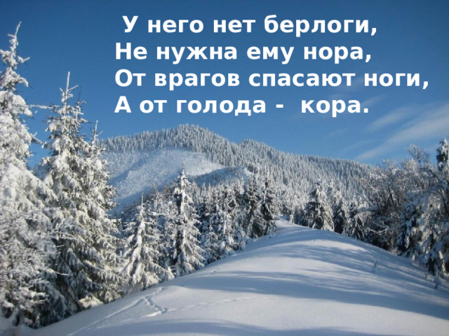 У него нет берлоги, Не нужна ему нора, От врагов спасают ноги, А от голода - кора.