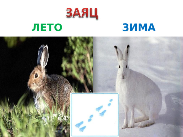 ЛЕТО ЗИМА