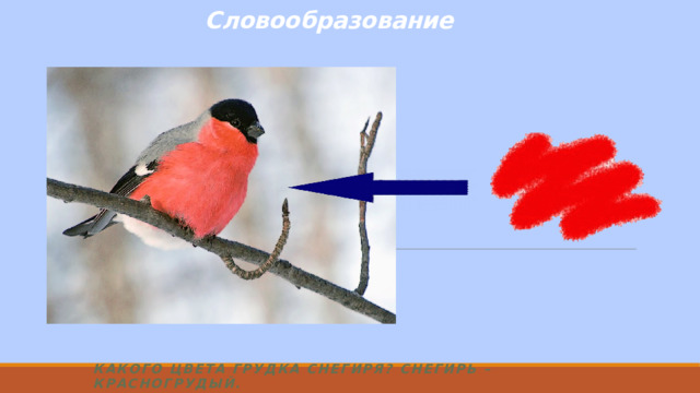 Словообразование Какого цвета грудка снегиря? Снегирь –красногрудый.