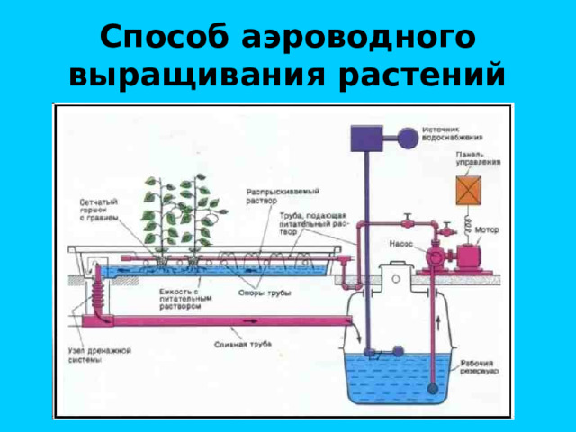 Способ аэроводного выращивания растений