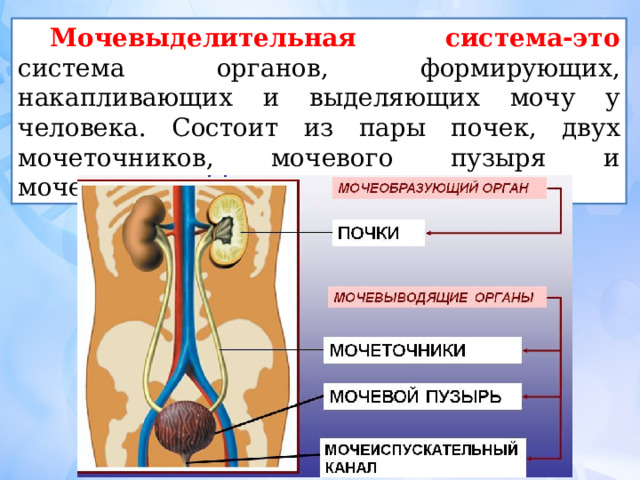 Мочевыделительная система-это система органов, формирующих, накапливающих и выделяющих мочу у человека. Состоит из пары почек, двух мочеточников, мочевого пузыря и мочеиспускательного канала.