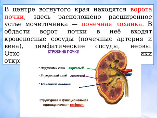 Структура лоханки. Строение почки почечные ворота. Лоханка почка анатомия строение. Почки внешнее строение ворота почки. Почечная лоханка строение и функции.