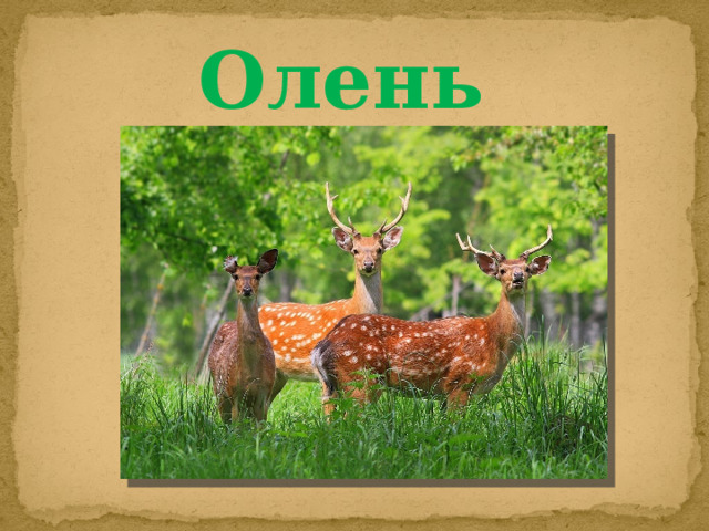 Олень