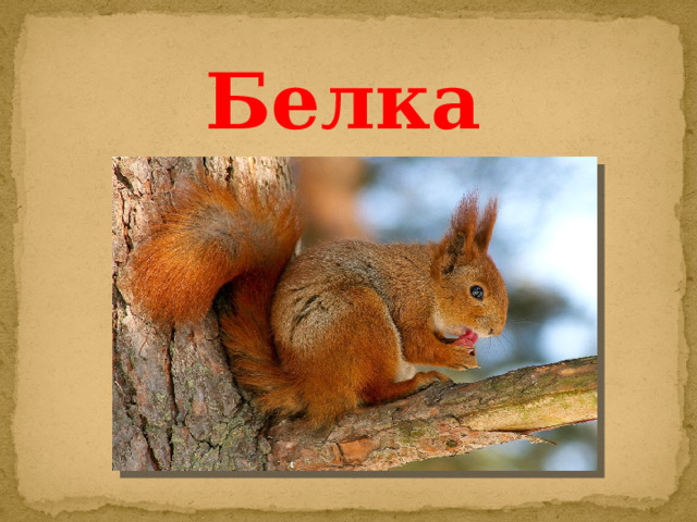 Белка