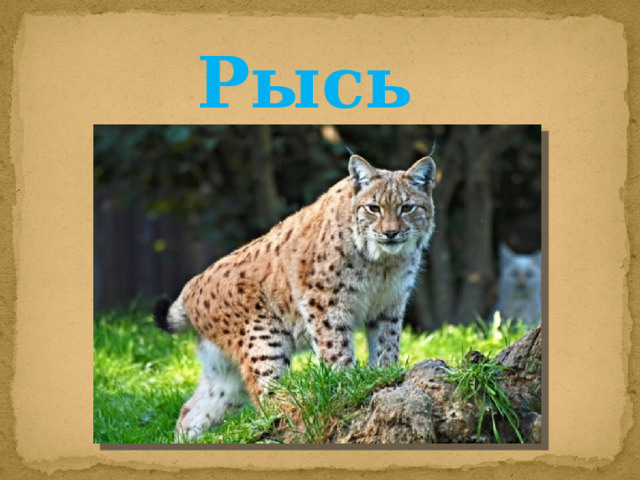 Рысь