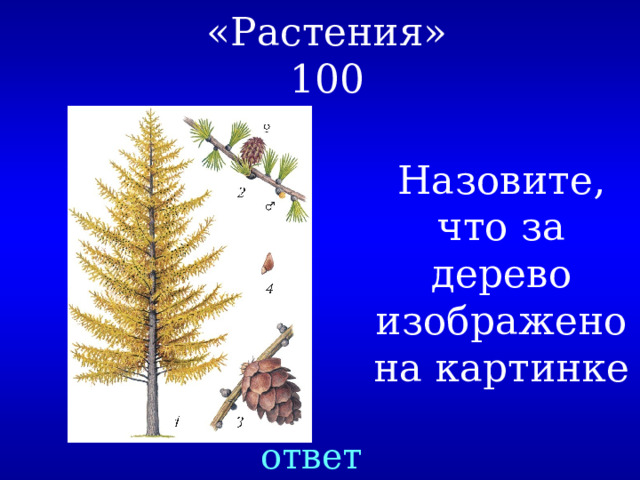 «Растения»  100 Назовите, что за дерево изображено на картинке ответ