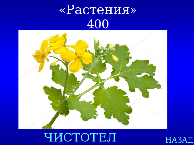 « Растения »  400 ЧИСТОТЕЛ НАЗАД