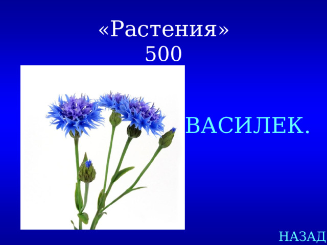 « Растения »  500 ВАСИЛЕК. НАЗАД
