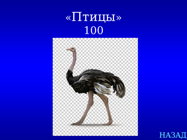 « Птицы »  100 НАЗАД