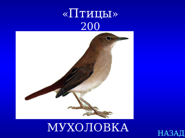 « Птицы »  200 МУХОЛОВКА НАЗАД