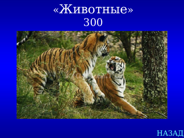 « Животные »  300 НАЗАД