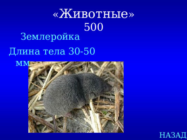 « Животные »  500  Землеройка Длина тела 30-50 мм НАЗАД