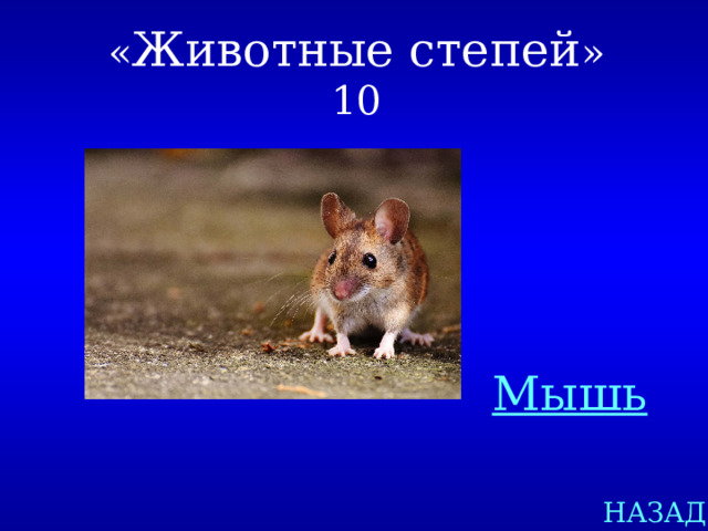 « Животные степей »  10 Мышь НАЗАД