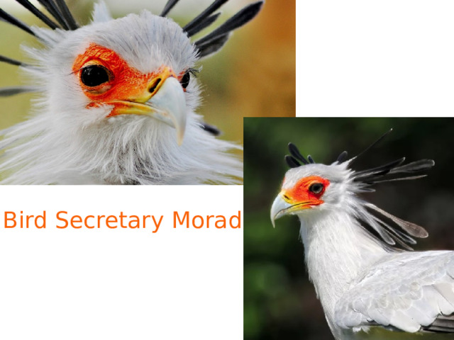 Bird Secretary Morad