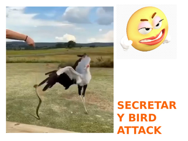 secretary bird attack