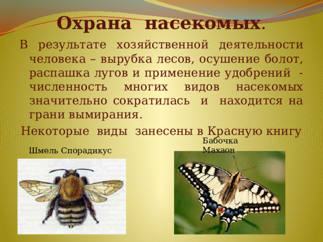 Охрана насекомых . В результате хозяйственной деятельности человека – вырубка лесов, осушение болот, распашка лугов и применение удобрений - численность многих видов насекомых значительно сократилась и находится на грани вымирания. Некоторые виды занесены в Красную книгу Бабочка Махаон Шмель Спорадикус