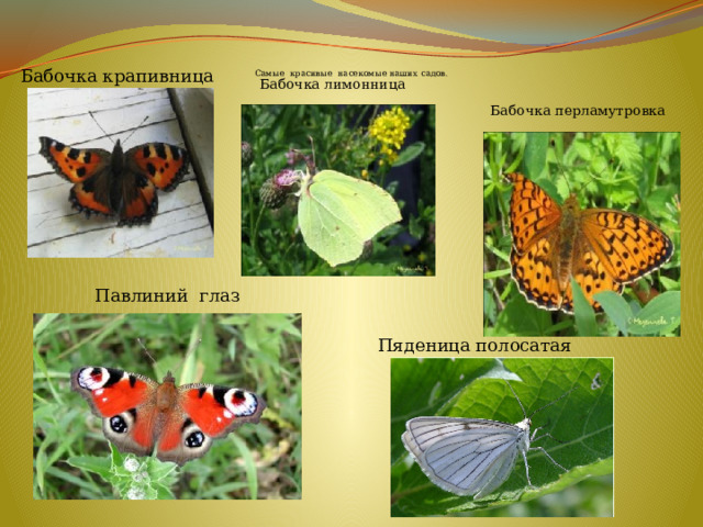 Самые красивые насекомые наших садов.   Бабочка крапивница Бабочка лимонница Бабочка перламутровка Павлиний глаз Пяденица полосатая
