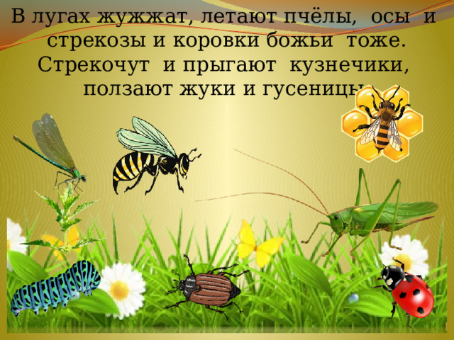 В лугах жужжат, летают пчёлы, осы и стрекозы и коровки божьи тоже.  Стрекочут и прыгают кузнечики,  ползают жуки и гусеницы.