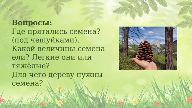 Вопросы: Где прятались семена? (под чешуйками). Какой величины семена ели? Легкие они или тяжёлые? Для чего дереву нужны семена?