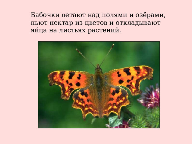Бабочки летают над полями и озёрами, пьют нектар из цветов и откладывают яйца на листьях растений.
