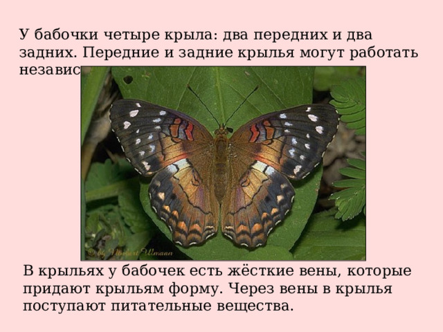 У бабочки четыре крыла: два передних и два задних. Передние и задние крылья могут работать независимо. В крыльях у бабочек есть жёсткие вены, которые придают крыльям форму. Через вены в крылья поступают питательные вещества.