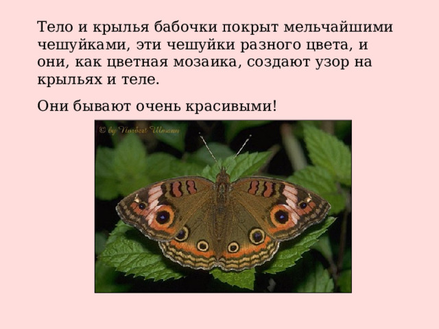 Тело и крылья бабочки покрыт мельчайшими чешуйками, эти чешуйки разного цвета, и они, как цветная мозаика, создают узор на крыльях и теле. Они бывают очень красивыми!