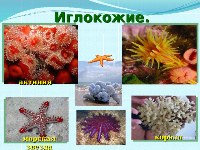 Иглокожие. актиния коралл морская звезда