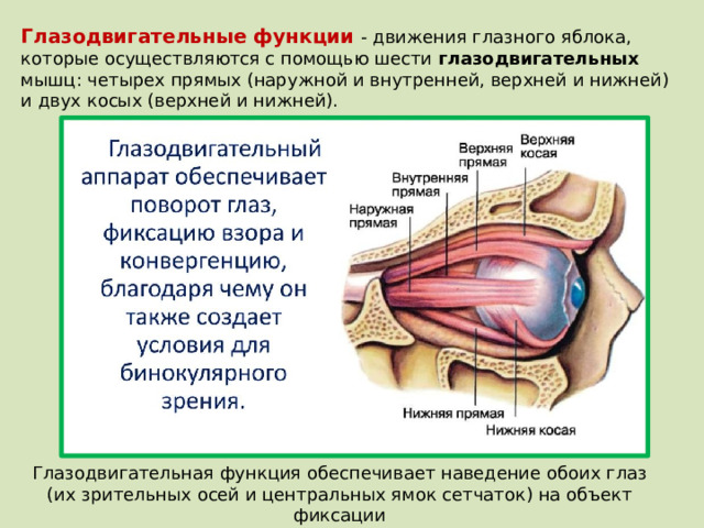Глазодвигательные функции  - движения глазного яблока, которые осуществляются с помощью шести глазодвигательных мышц: четырех прямых (наружной и внутренней, верхней и нижней) и двух косых (верхней и нижней).  Глазодвигательная функция обеспечивает наведение обоих глаз (их зрительных осей и центральных ямок сетчаток) на объект фиксации