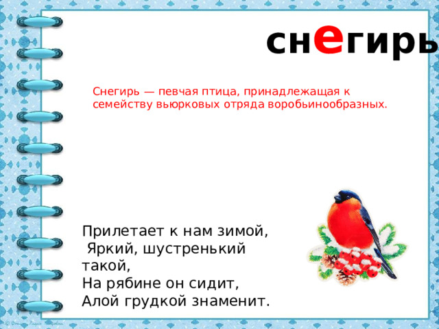 сн е гирь Снегирь — певчая птица, принадлежащая к семейству вьюрковых отряда воробьинообразных.  Прилетает к нам зимой,  Яркий, шустренький такой, На рябине он сидит, Алой грудкой знаменит.