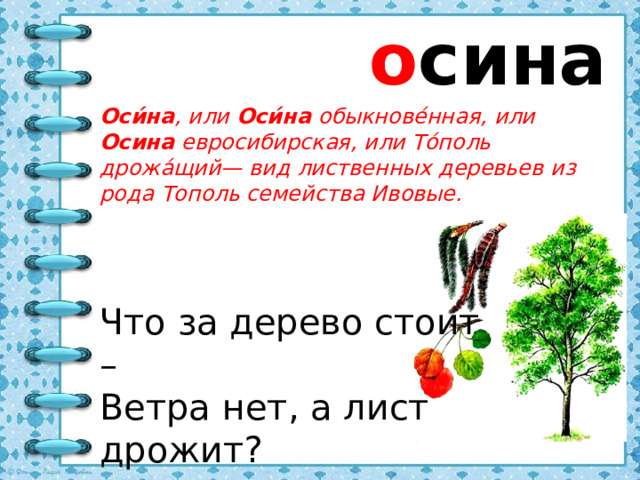 о сина Оси́на , или Оси́на обыкнове́нная, или Осина евросибирская, или То́поль дрожа́щий— вид лиственных деревьев из рода Тополь семейства Ивовые. Что за дерево стоит –  Ветра нет, а лист дрожит?