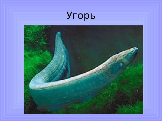 Угорь