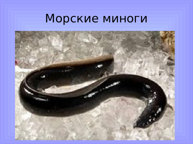 Морские миноги