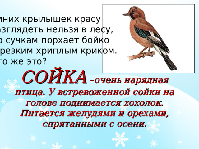 Синих крылышек красу Разглядеть нельзя в лесу, По сучкам порхает бойко С резким хриплым криком. Кто же это? СОЙКА –очень нарядная птица. У встревоженной сойки на голове поднимается хохолок. Питается желудями и орехами, спрятанными с осени.