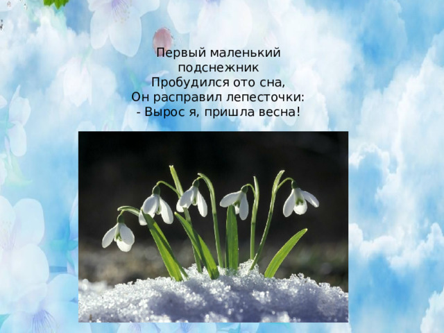 Первый маленький подснежник  Пробудился ото сна,  Он расправил лепесточки:  - Вырос я, пришла весна!